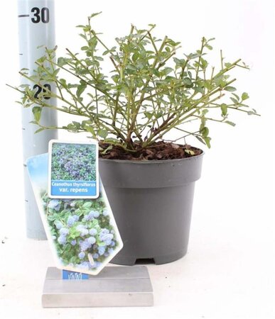 Ceanothus thyrsiflorus repens 25-30 cm cont. 2,0L - afbeelding 5