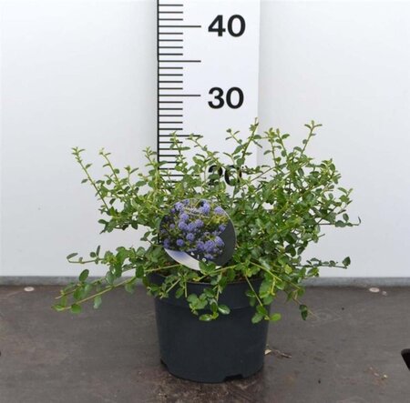 Ceanothus thyrsiflorus repens 25-30 cm cont. 2,0L - afbeelding 1