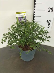 Ceanothus thyrsiflorus repens 25-30 cm cont. 2,0L - afbeelding 6