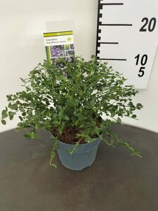 Ceanothus thyrsiflorus repens 25-30 cm cont. 2,0L - afbeelding 7