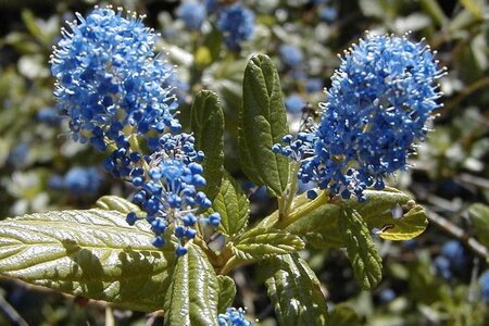 Ceanothus thyrsiflorus repens 30-40 cm cont. 3,0L - afbeelding 1