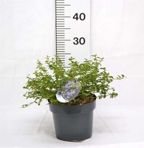 Ceanothus thyrsiflorus repens 30-40 cm cont. 3,0L - afbeelding 6