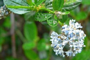 Ceanothus thyrsiflorus repens 30-40 cm cont. 3,0L - afbeelding 9