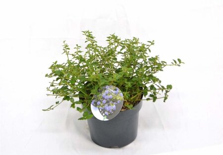 Ceanothus thyrsiflorus repens 30-40 cm cont. 3,0L - afbeelding 5