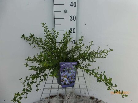 Ceanothus thyrsiflorus repens 30-40 cm cont. 3,0L - afbeelding 2