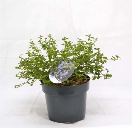 Ceanothus thyrsiflorus repens 30-40 cm cont. 3,0L - afbeelding 4