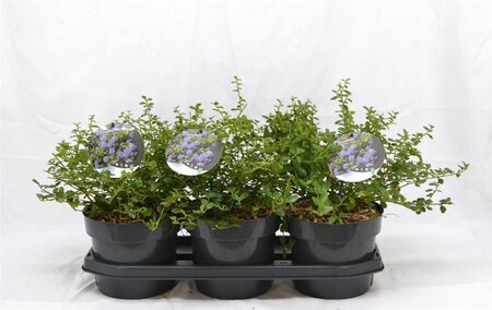 Ceanothus thyrsiflorus repens 30-40 cm cont. 3,0L - afbeelding 3