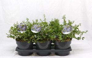 Ceanothus thyrsiflorus repens 30-40 cm cont. 3,0L - afbeelding 3