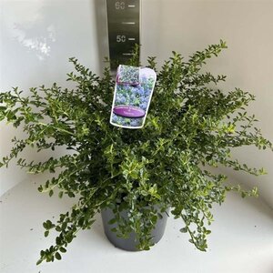 Ceanothus thyrsiflorus repens 40-50 cm cont. 10L - afbeelding 2