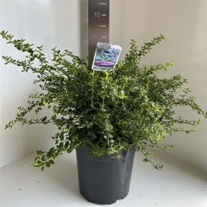 Ceanothus thyrsiflorus repens 40-50 cm cont. 10L - afbeelding 3