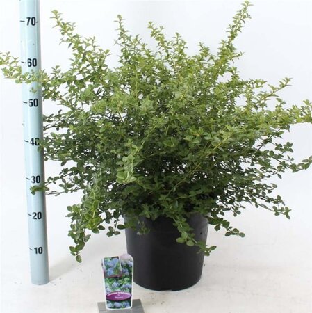 Ceanothus thyrsiflorus repens 40-50 cm cont. 10L - afbeelding 1