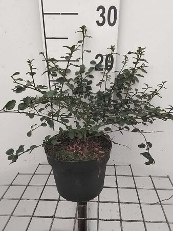 Ceanothus thyrsiflorus repens geen maat specificatie cont. 2,0L - afbeelding 5