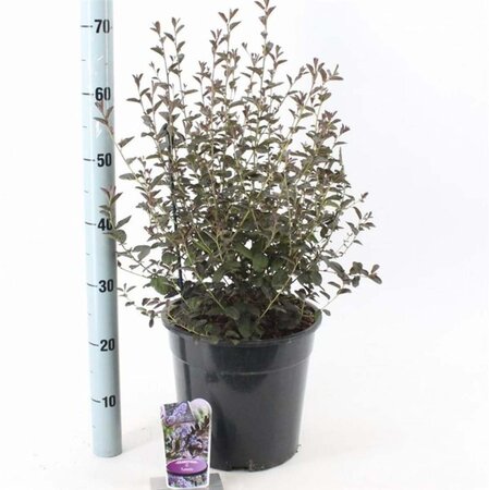 Ceanothus 'Tuxedo' 40-50 cm cont. 10L - afbeelding 1