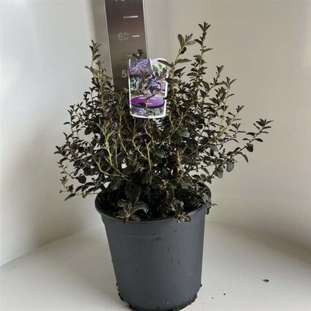 Ceanothus 'Tuxedo' 40-50 cm cont. 10L - afbeelding 2