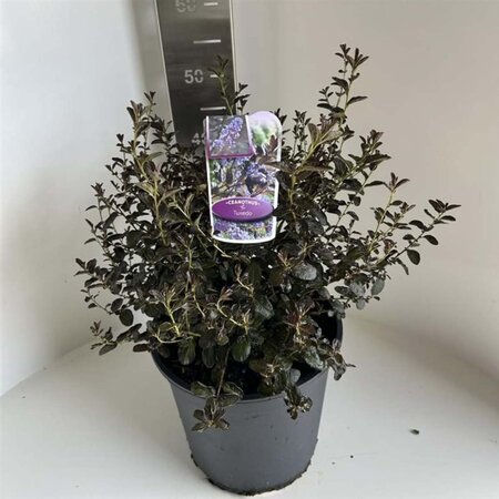 Ceanothus 'Tuxedo' 40-50 cm cont. 10L - afbeelding 3