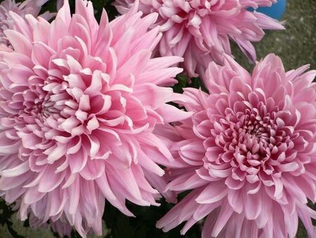 Chrysanthemum (R) 'D. of Edinburgh' geen maat specificatie 0,55L/P9cm