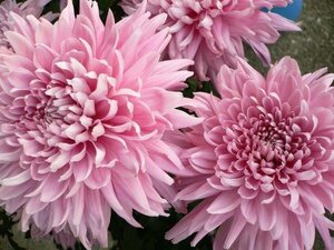 Chrysanthemum (R) 'D. of Edinburgh' geen maat specificatie 0,55L/P9cm