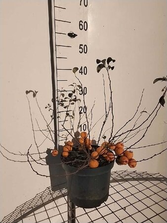 Chaenomeles j. 'Sargentii' geen maat specificatie cont. 7,5L - afbeelding 2