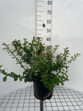 Chaenomeles j. 'Sargentii' geen maat specificatie cont. 7,5L - afbeelding 1