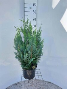 Chamaecyparis l. 'Columnaris' 60-80 cm cont. 5,0L - afbeelding 3