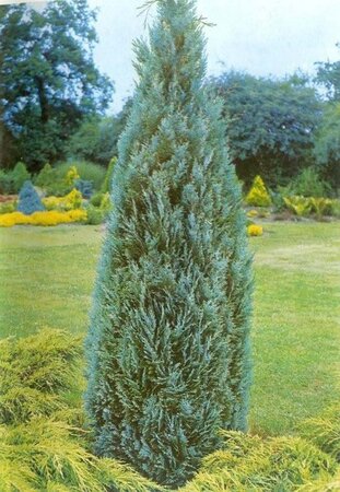 Chamaecyparis l. 'Columnaris' 80-100 cm met kluit - afbeelding 2