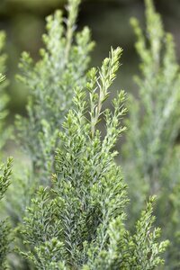 Chamaecyparis l. 'Ellwoodii' geen maat specificatie cont. 1,3L