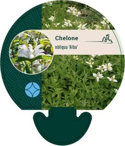 Chelone obliqua 'Alba' geen maat specificatie 0,55L/P9cm