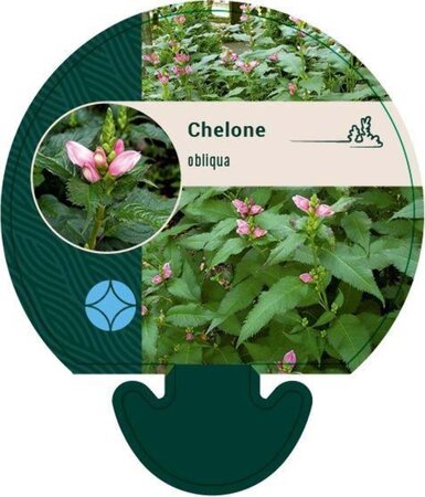 Chelone obliqua geen maat specificatie 0,55L/P9cm - afbeelding 3