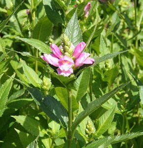 Chelone obliqua geen maat specificatie 0,55L/P9cm - afbeelding 1