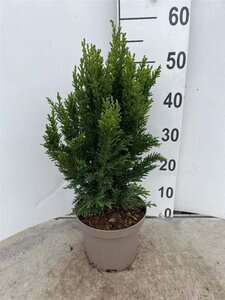 Chamaecyparis o. 'Drath' 20-30 cm cont. 3,0L - afbeelding 1