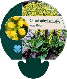 Chiastophyllum oppositifolium geen maat specificatie 0,55L/P9cm