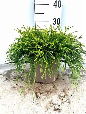 Chamaecyparis p. 'Sungold' 20-25 cm cont. 3,0L - afbeelding 1