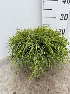 Chamaecyparis p. 'Sungold' 20-25 cm cont. 3,0L - afbeelding 4