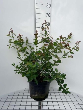 Chaenomeles sup. 'Nicoline' geen maat specificatie cont. 7,5L - afbeelding 1