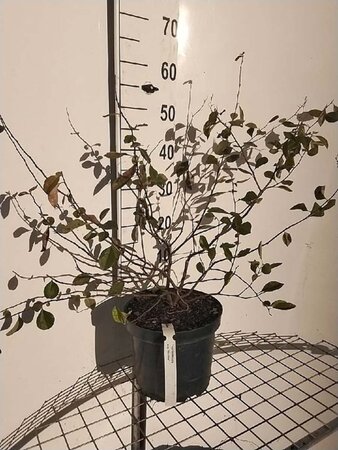 Chaenomeles sup. 'Nicoline' geen maat specificatie cont. 7,5L - afbeelding 2