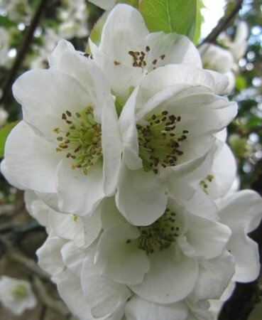 Chaenomeles spec. 'Nivalis' 30-40 cm cont. 3,0L - afbeelding 1