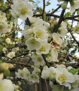 Chaenomeles spec. 'Nivalis' 30-40 cm cont. 3,0L - afbeelding 2