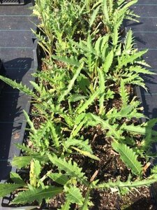 Cirsium rivulare 'Tr. Blue Wonder' geen maat specificatie 0,55L/P9cm - afbeelding 2