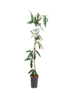 Clematis arm. 'Snowdrift' (WIT) 80-100 cm cont. 2,0L - afbeelding 3