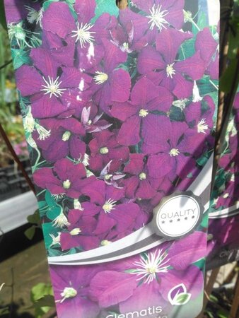 Clematis 'Etoile Violette' (donkerpaars ) 70 cm vierkant 2L - afbeelding 1