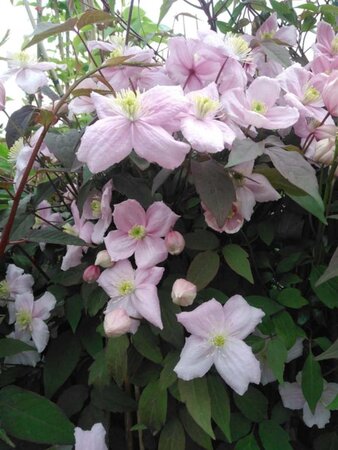 Clematis 'Fragrant Spring' (klein roze) 70 cm vierkant 2L - afbeelding 1