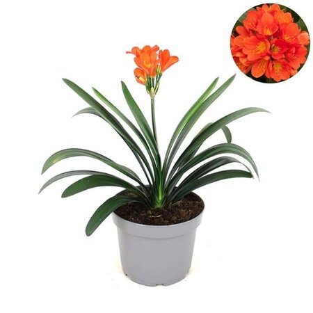 Clivia miniata geen maat specificatie cont. 5,0L