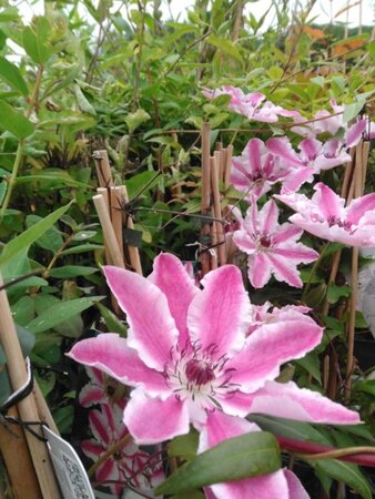 Clematis 'Souv.du Capit.Thuilleaux' (groot roze met witte rand) 70 cm vierkant 2L - afbeelding 1