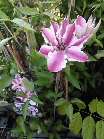 Clematis 'Souv.du Capit.Thuilleaux' (groot roze met witte rand) 70 cm vierkant 2L - afbeelding 2