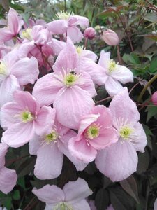 Clematis 'Tetrarose' (roze) 70 cm vierkant 2L - afbeelding 1