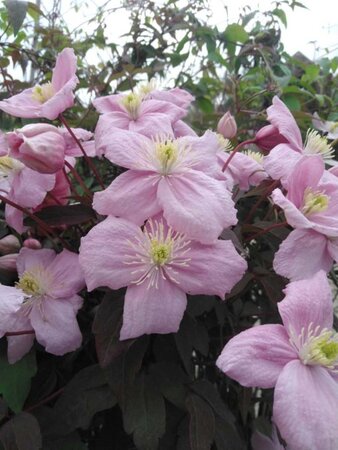 Clematis 'Tetrarose' (roze) 70 cm vierkant 2L - afbeelding 2