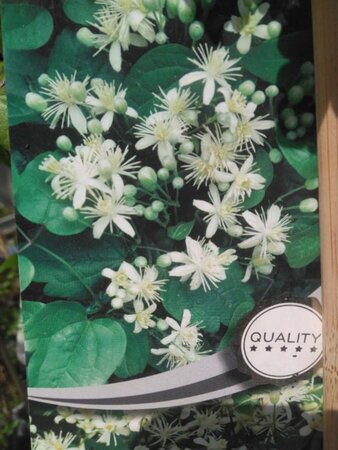 Clematis vitalba (klein wit) 70 cm vierkant 2L - afbeelding 1