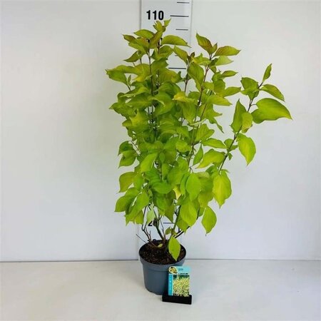 Cornus alba 'Aurea' 60-80 cm cont. 3,5L