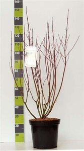 Cornus alba 'Aurea' 80-100 cm cont. 7,5L - afbeelding 1