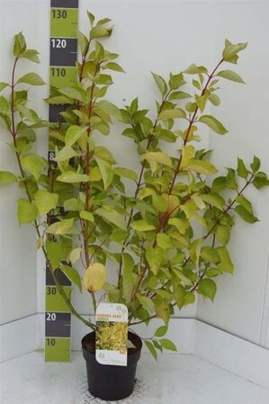 Cornus alba 'Aurea' 80-100 cm cont. 7,5L - afbeelding 3